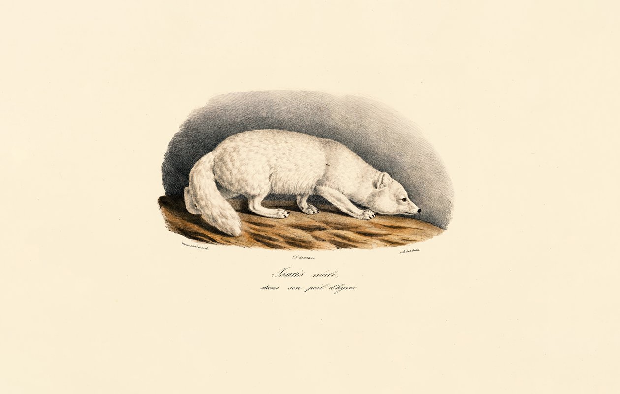  av Jacques Christophe Werner