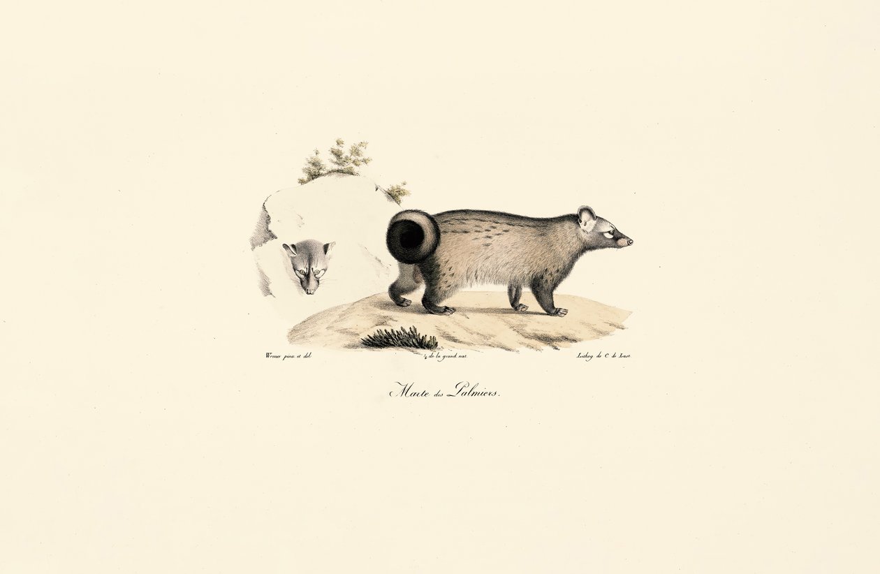 Asiatisk palmecivet av Jacques Christophe Werner