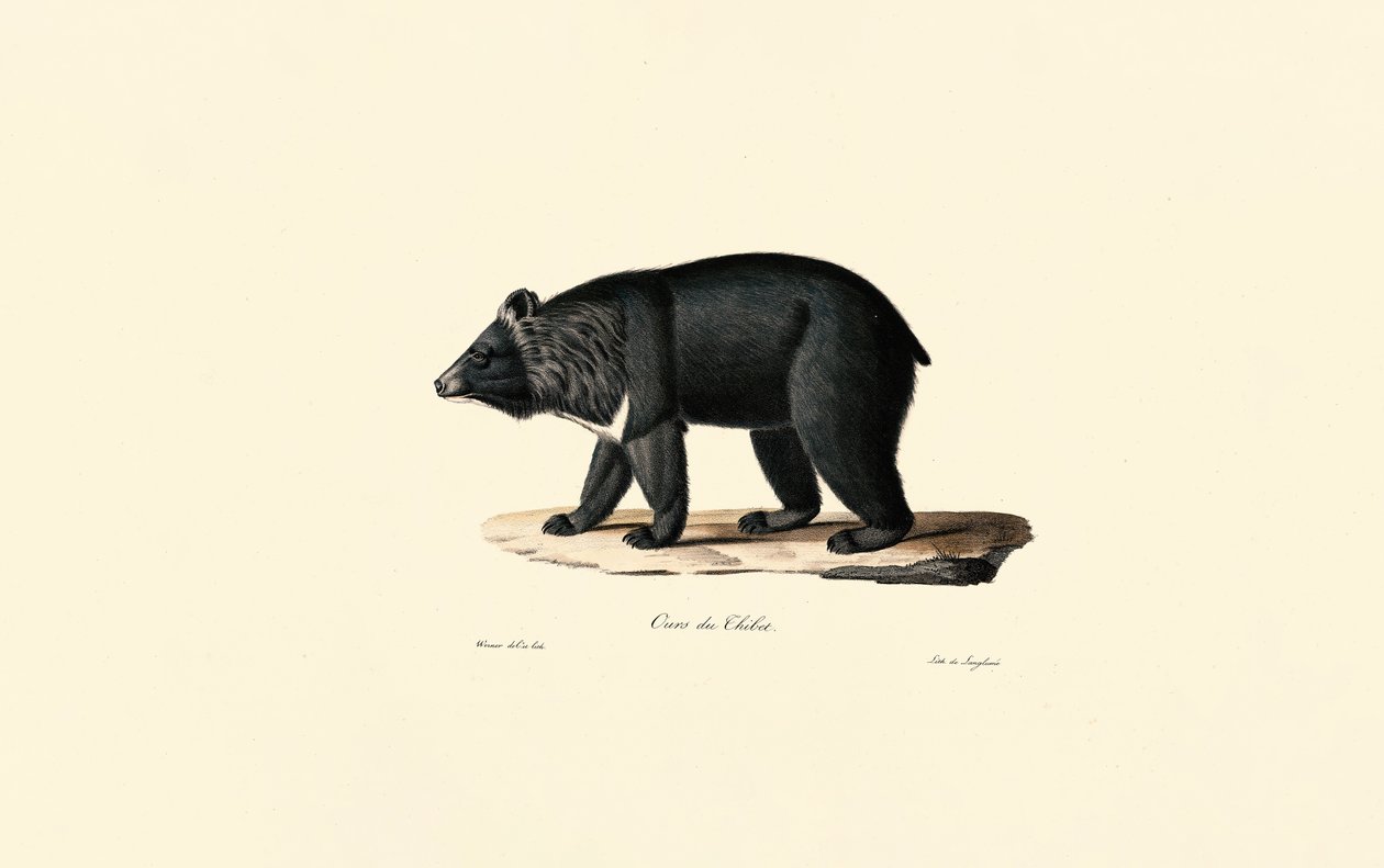 Asiatisk svartbjørn (tibetansk bjørn) av Jacques Christophe Werner