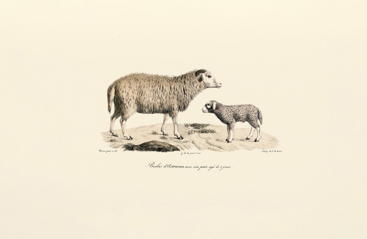 Aurucan-sau med lam av Jacques Christophe Werner