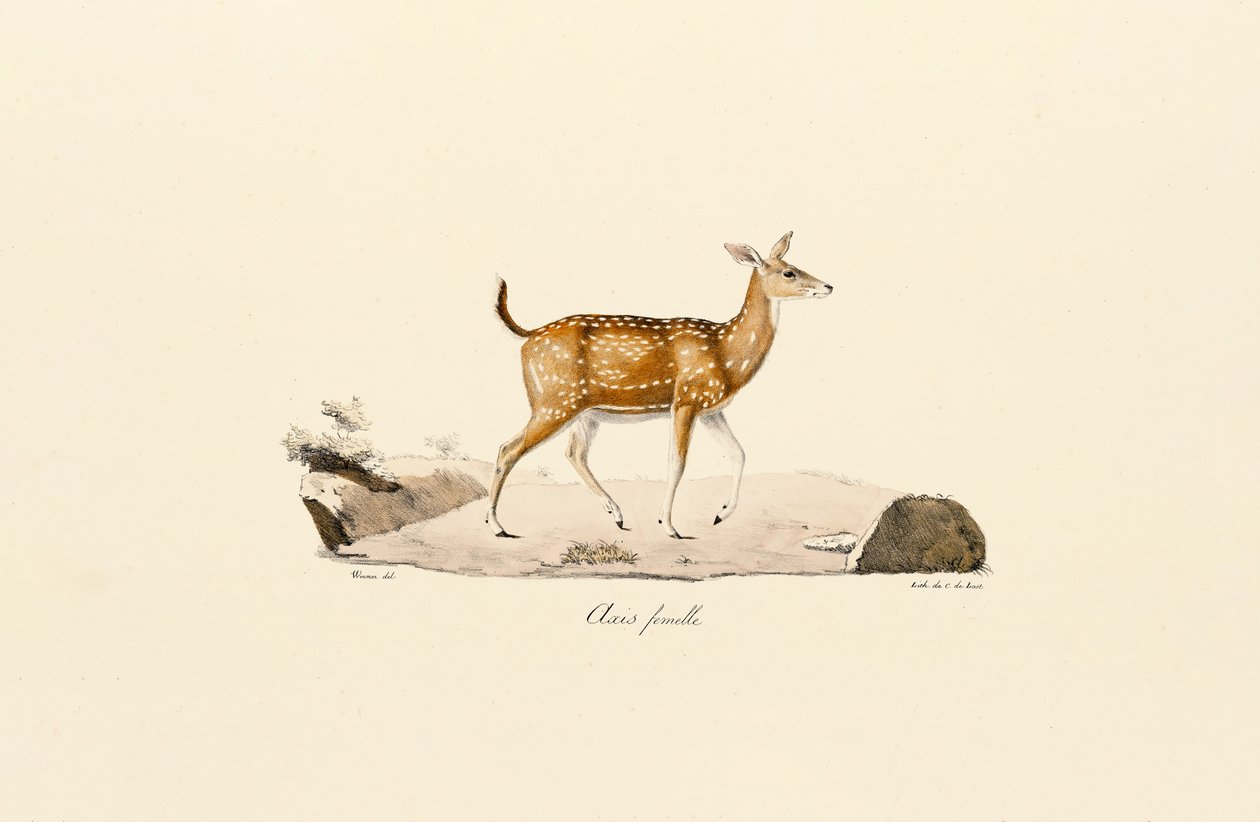 Axis Hjort Hunn av Jacques Christophe Werner