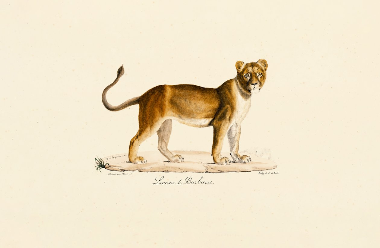 Barbary-løvinne i profil av Jacques Christophe Werner