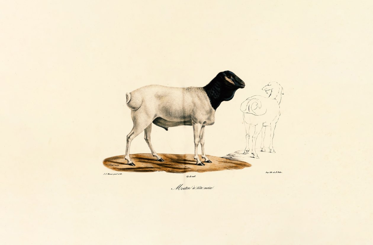 Svarthodede sauer av Jacques Christophe Werner