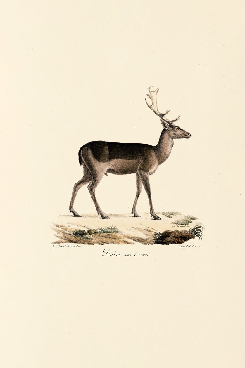  av Jacques Christophe Werner