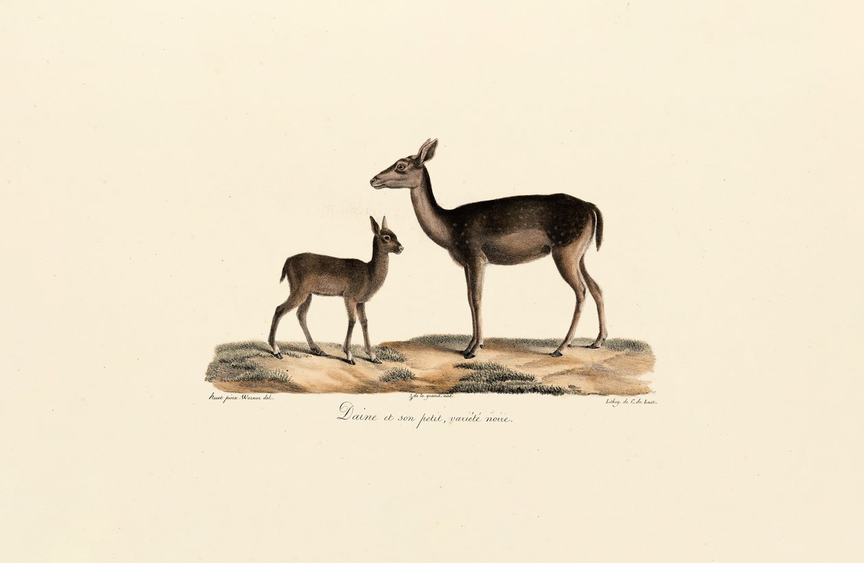  av Jacques Christophe Werner