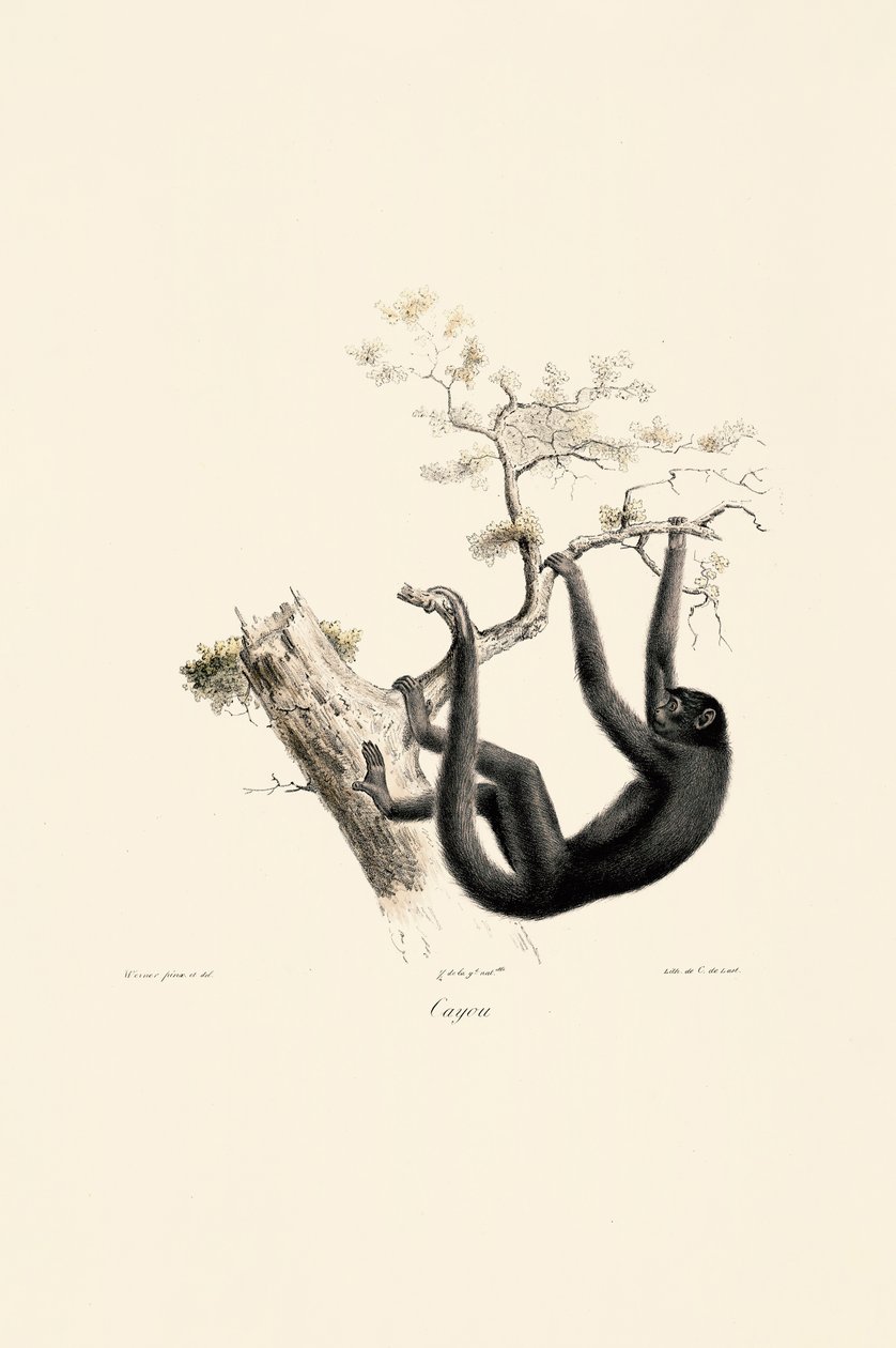  av Jacques Christophe Werner