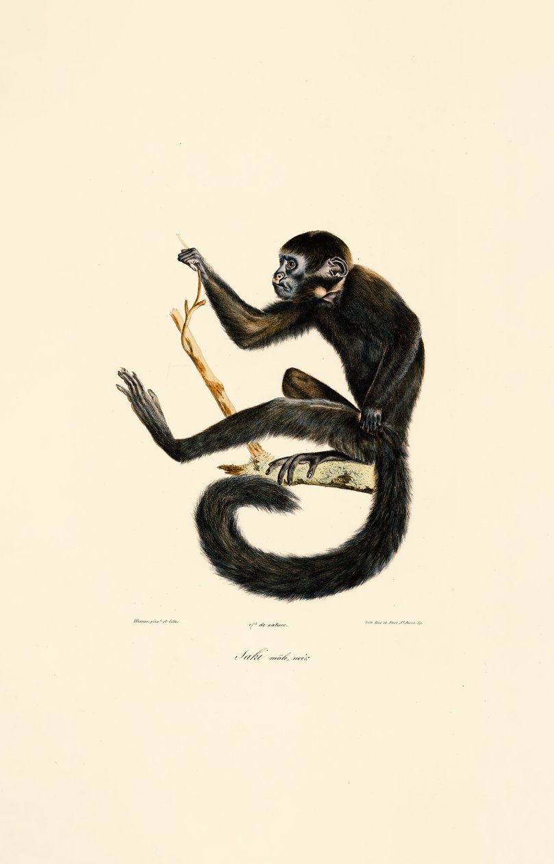  av Jacques Christophe Werner