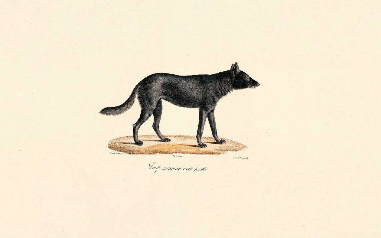  av Jacques Christophe Werner