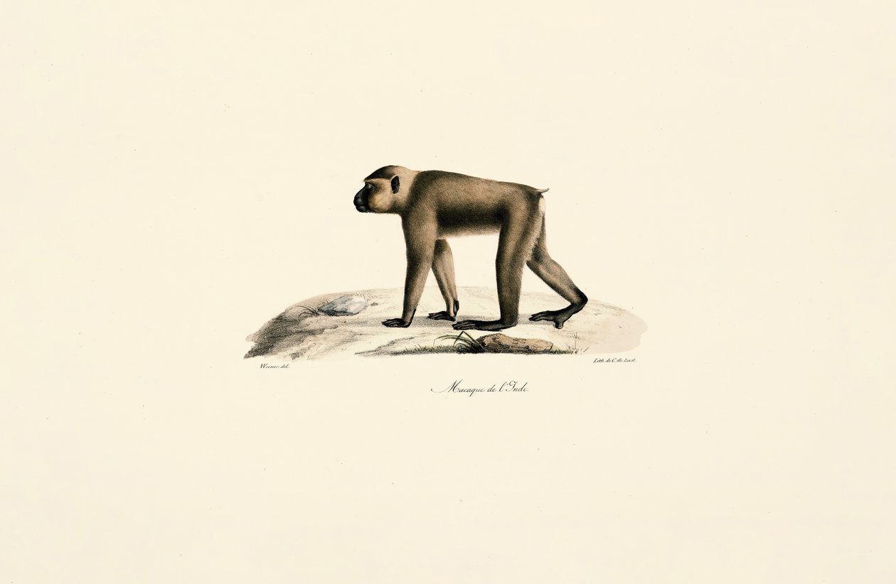 av Jacques Christophe Werner