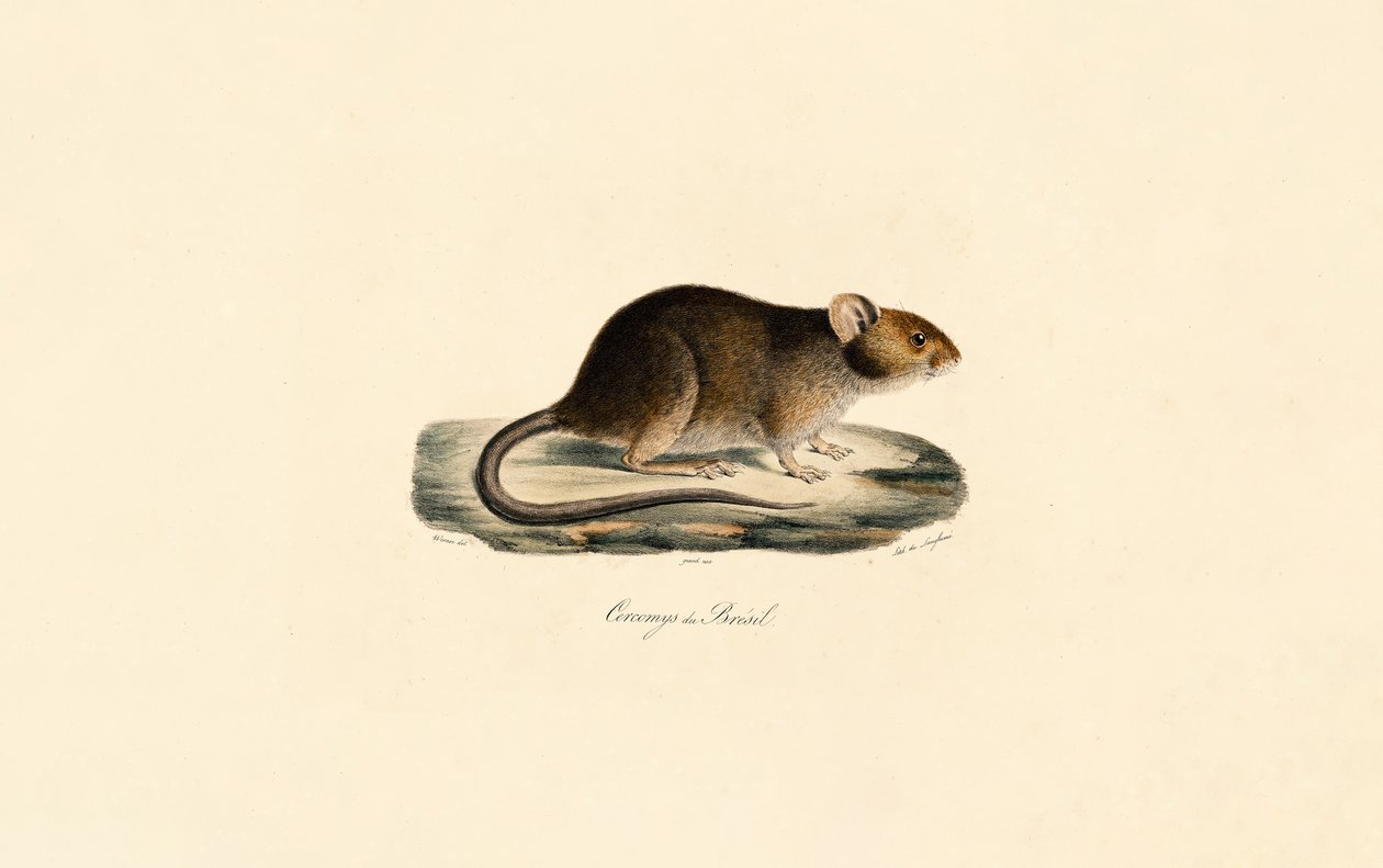  av Jacques Christophe Werner