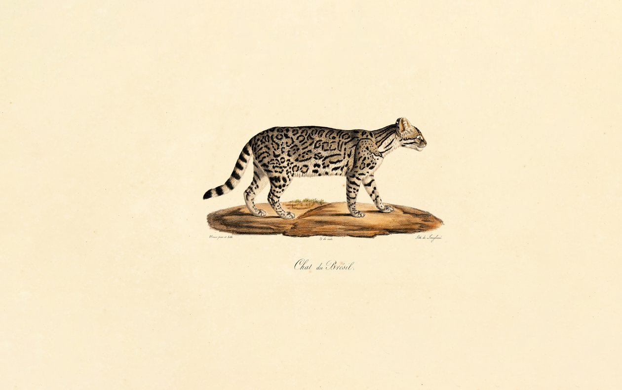  av Jacques Christophe Werner