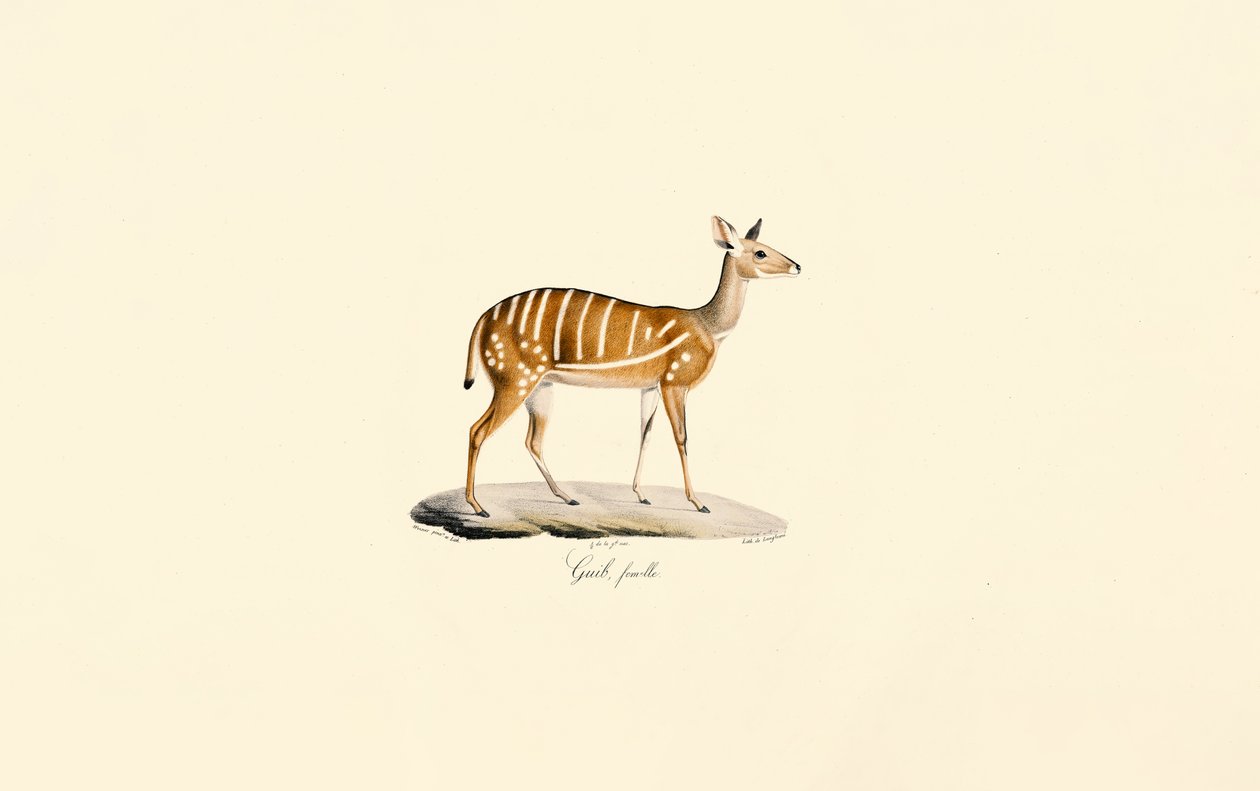 Bushbuck (Guib-antilope, hunn) av Jacques Christophe Werner
