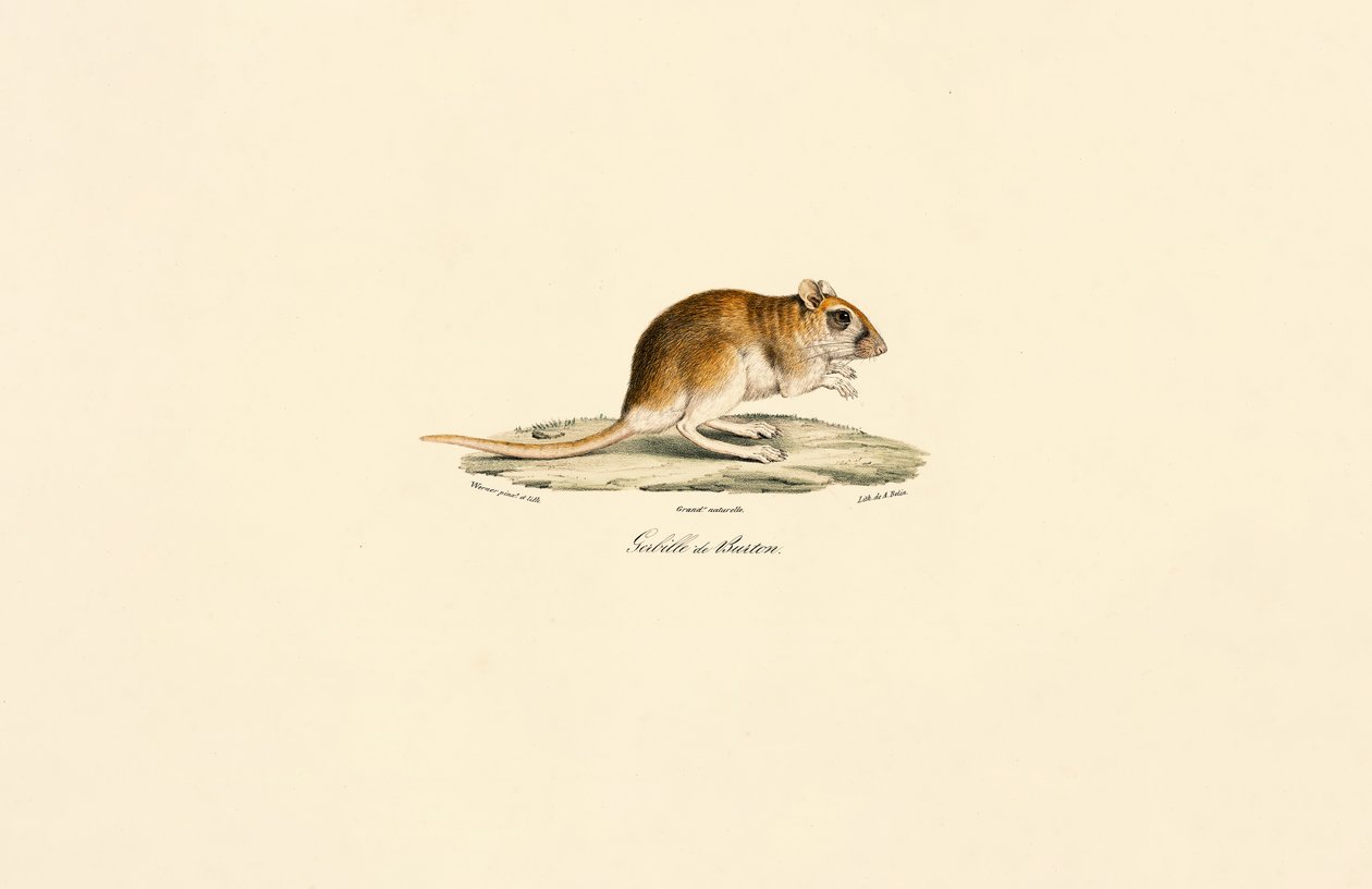 Buskhalede jirde av Jacques Christophe Werner