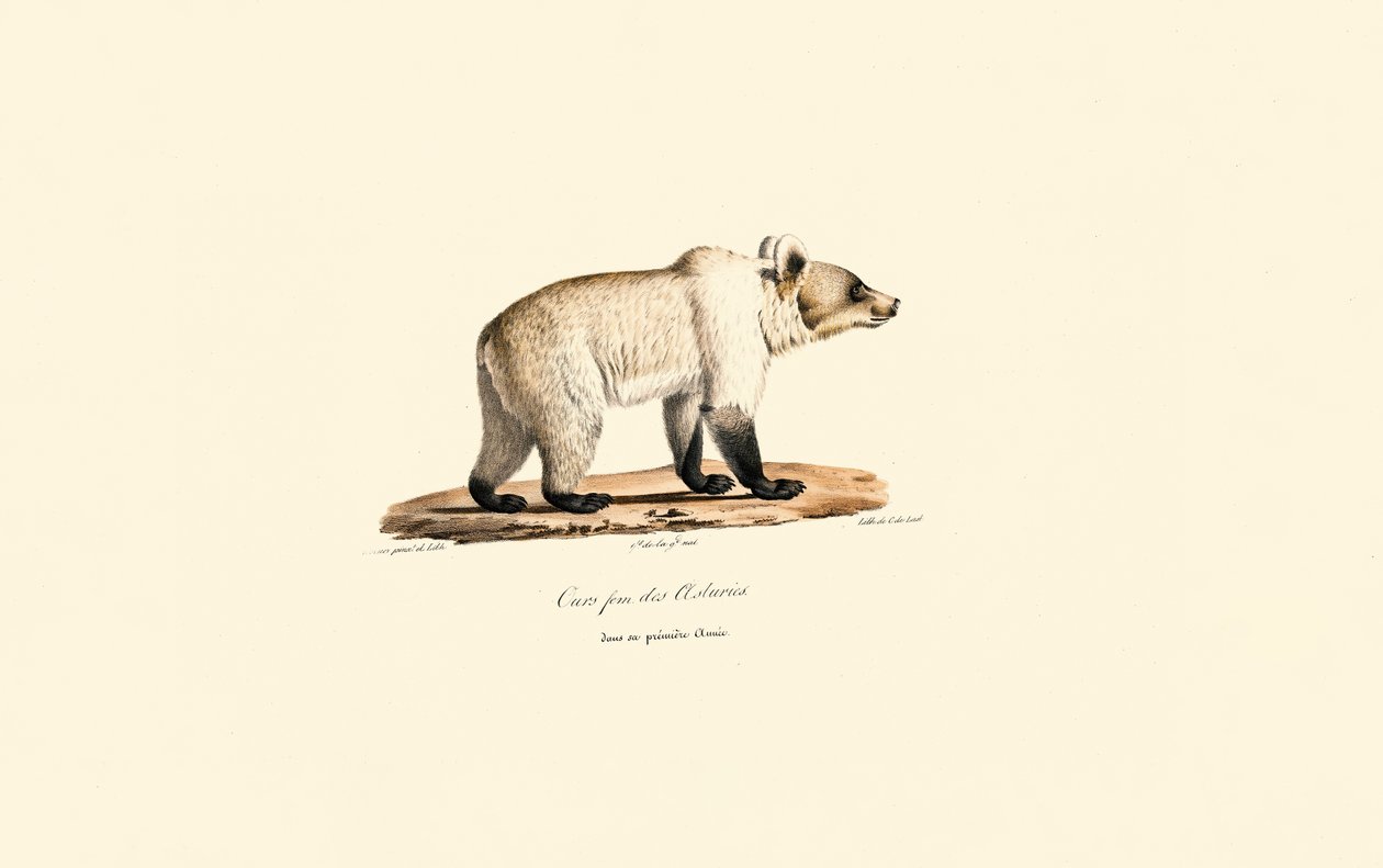 Kantabrisk brunbjørn (Ursus arctos pyrenaicus) av Jacques Christophe Werner