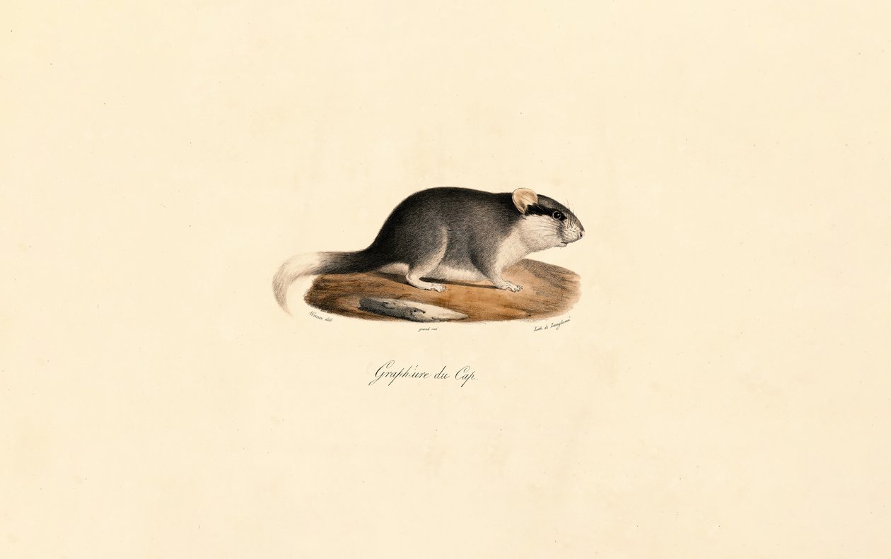 Kappsyvers av Jacques Christophe Werner