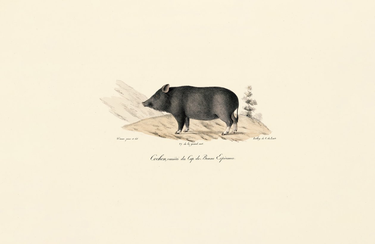 Kappvortesvin av Jacques Christophe Werner