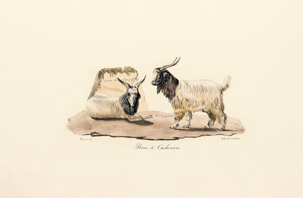  av Jacques Christophe Werner