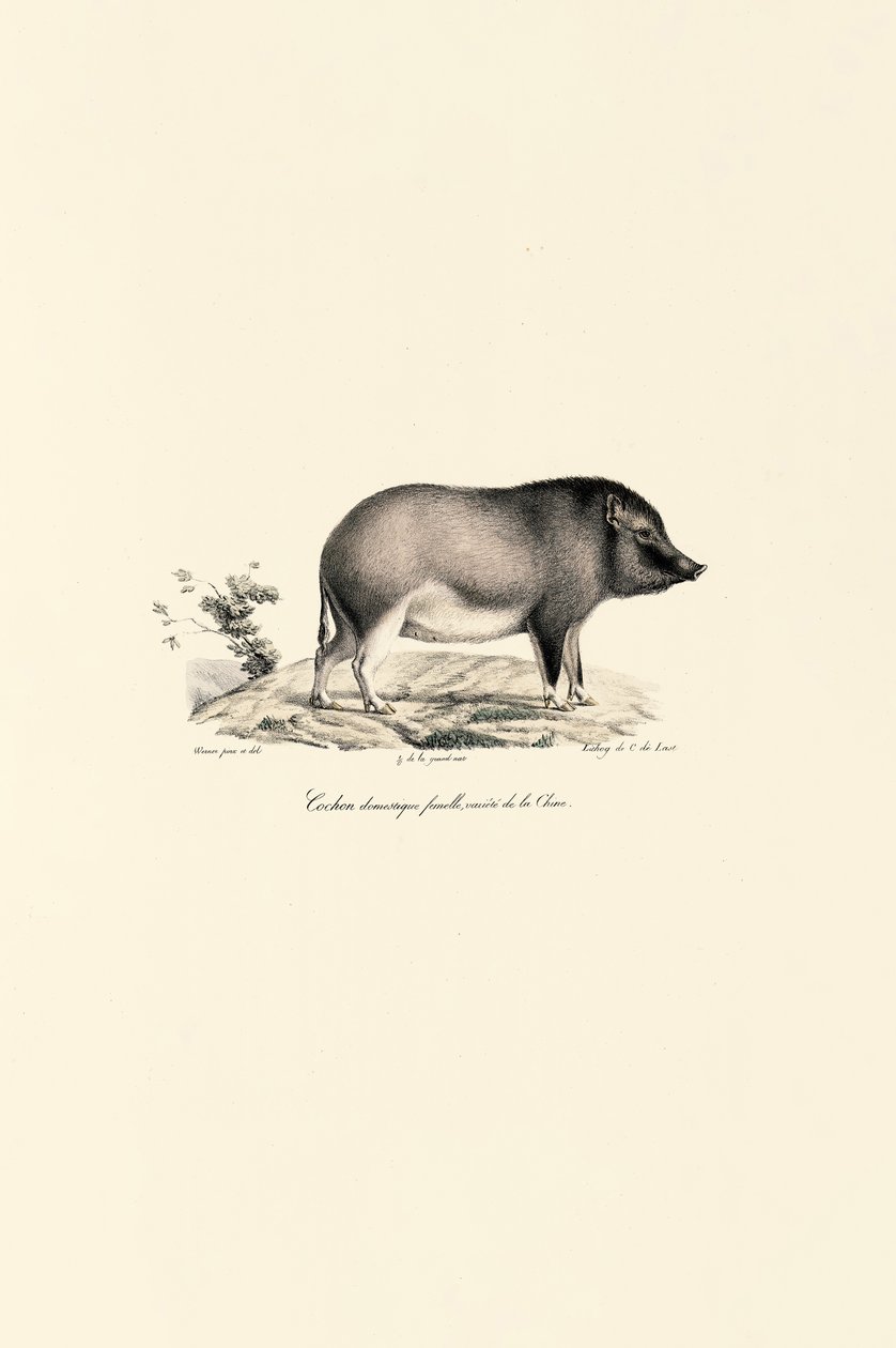 Kinesisk tamgris av Jacques Christophe Werner