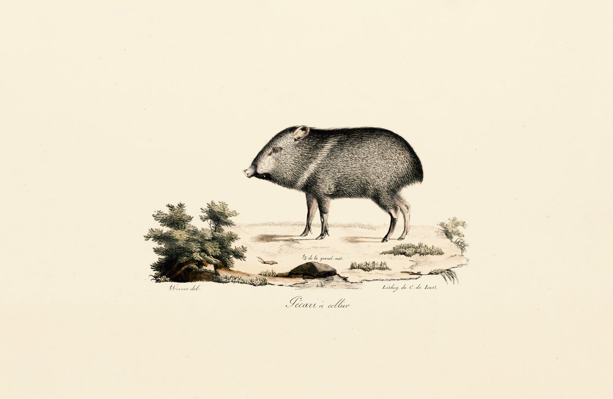  av Jacques Christophe Werner