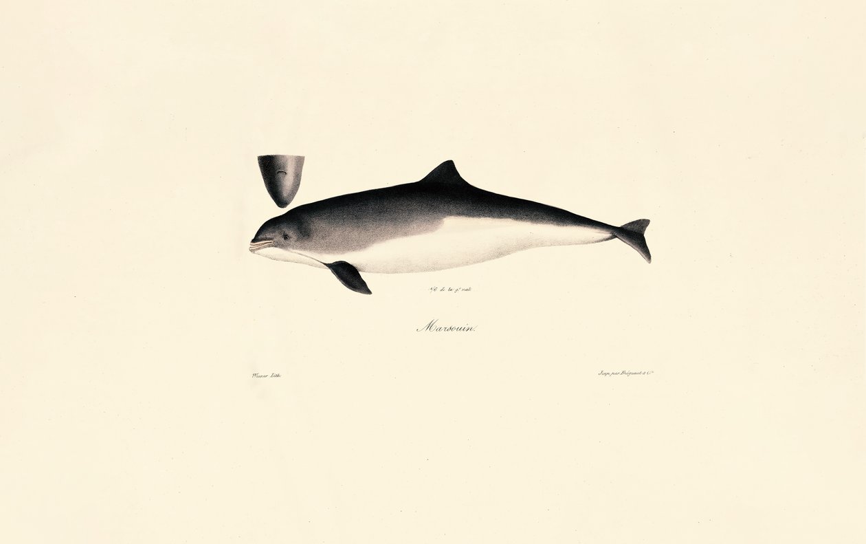 Vanlig tumlerdelfin av Jacques Christophe Werner