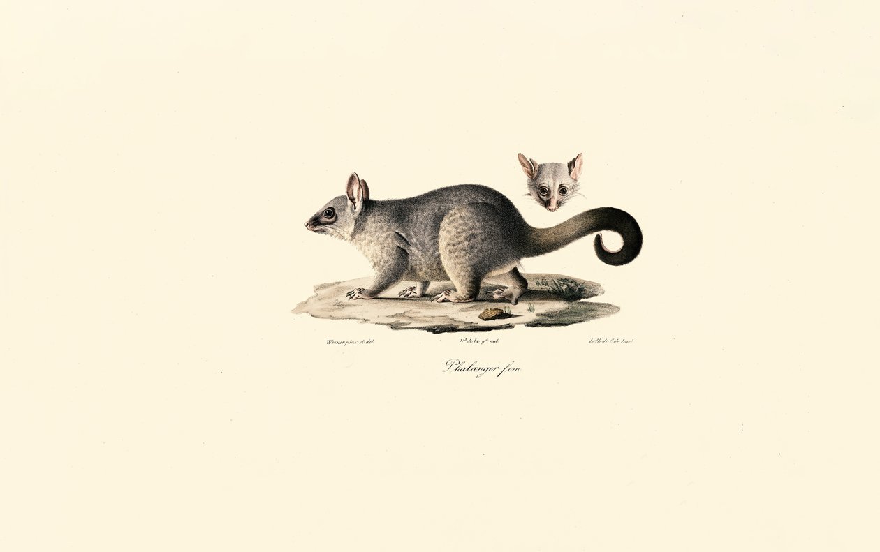 Vanlig børstehalepossum av Jacques Christophe Werner
