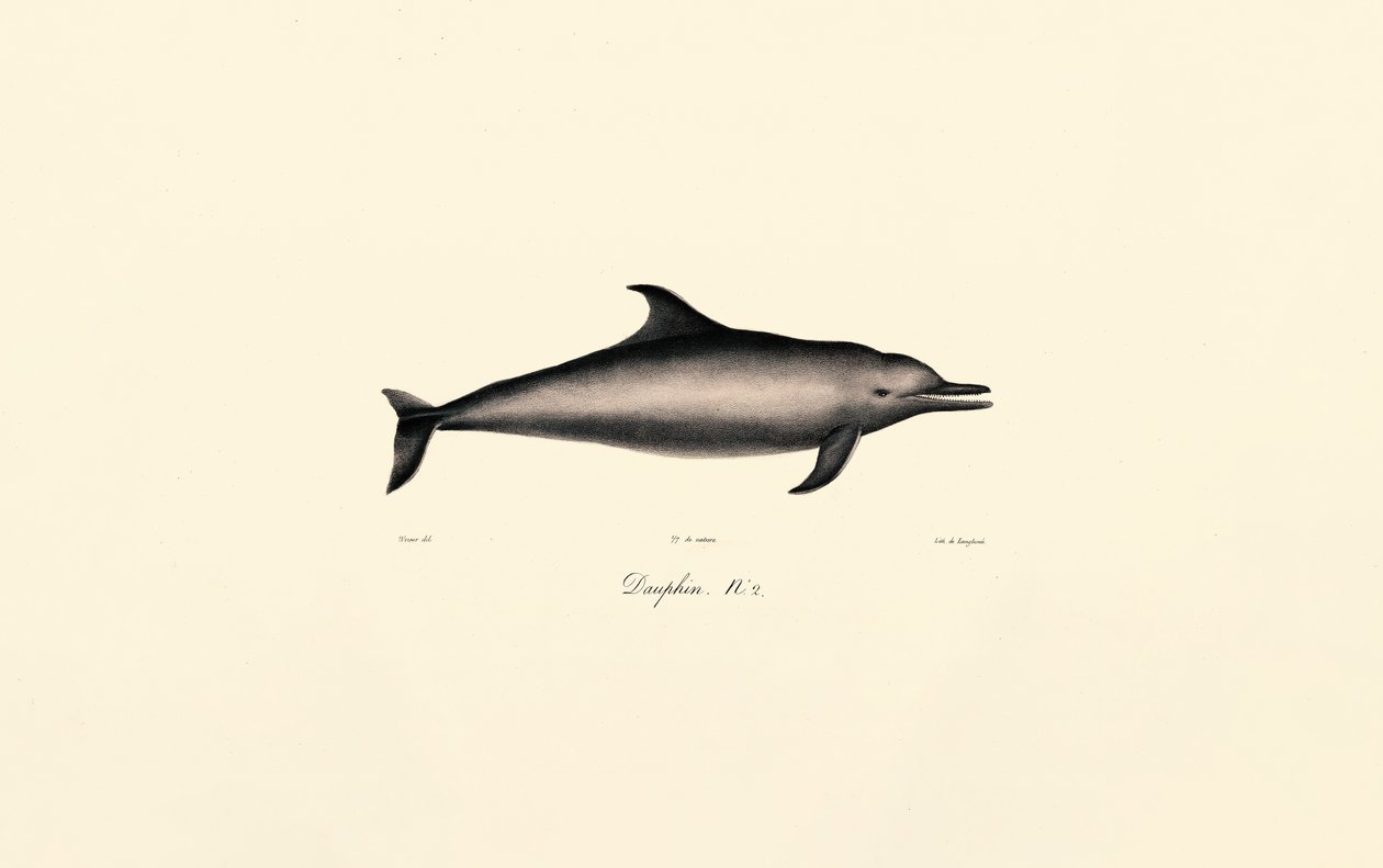 Vanlig delfin (Delphinus delphis) av Jacques Christophe Werner