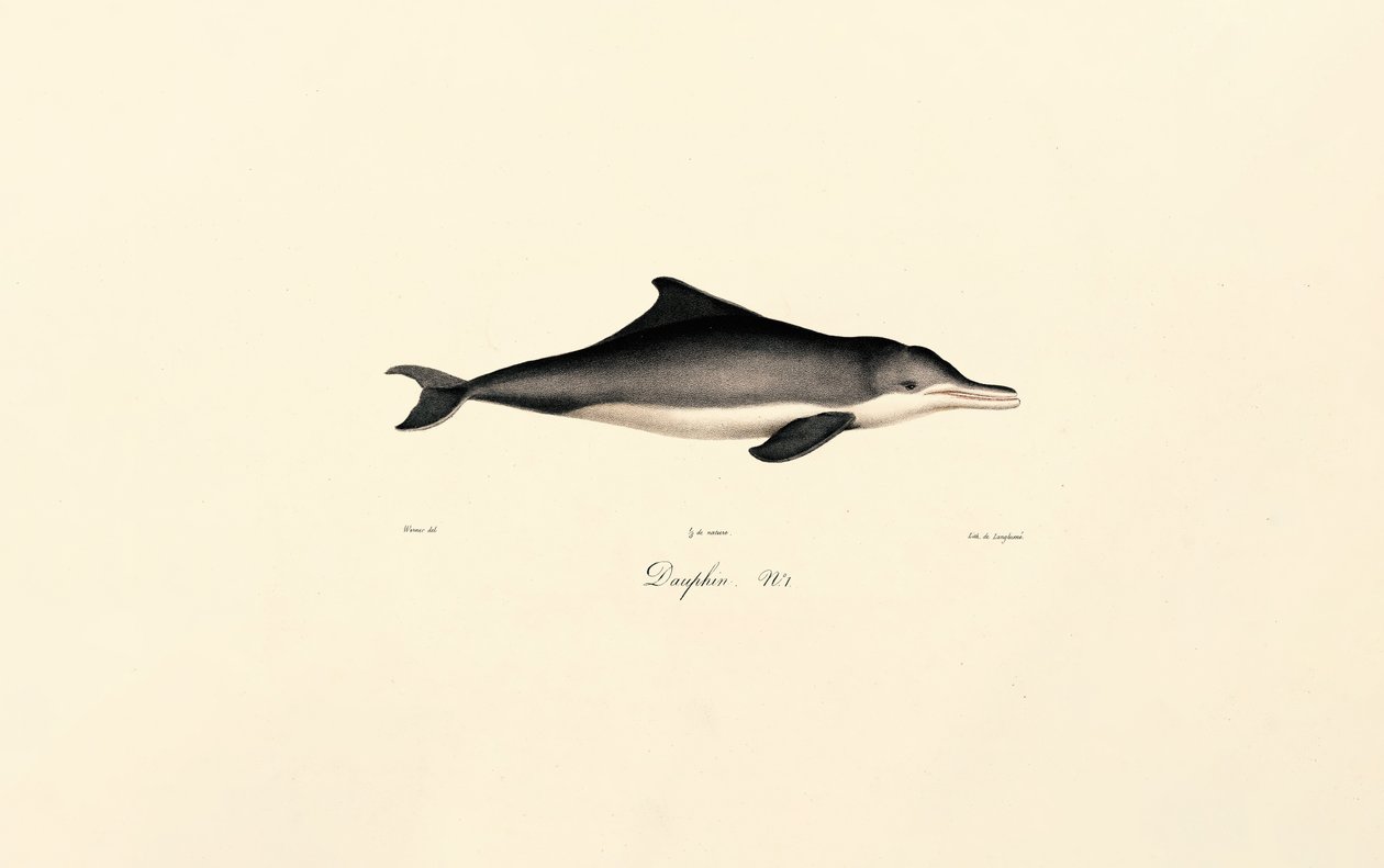  av Jacques Christophe Werner