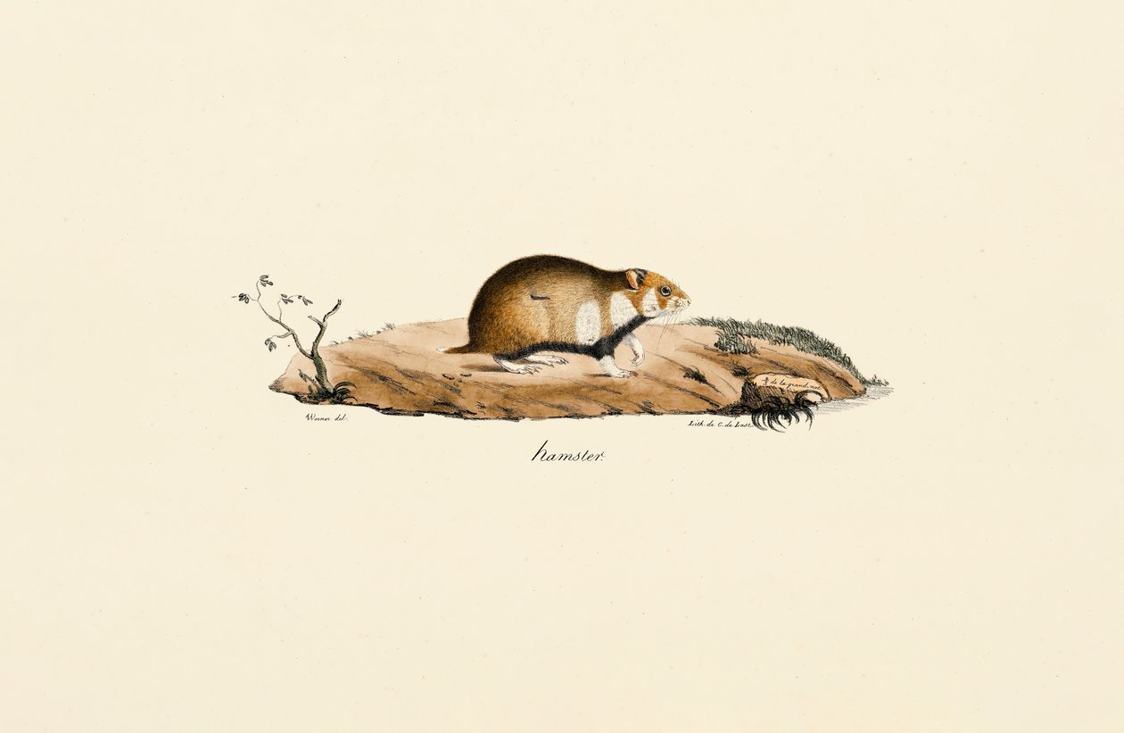  av Jacques Christophe Werner