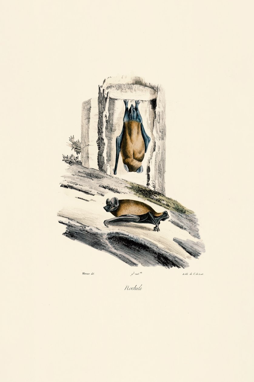 Vanlig nattfugl av Jacques Christophe Werner