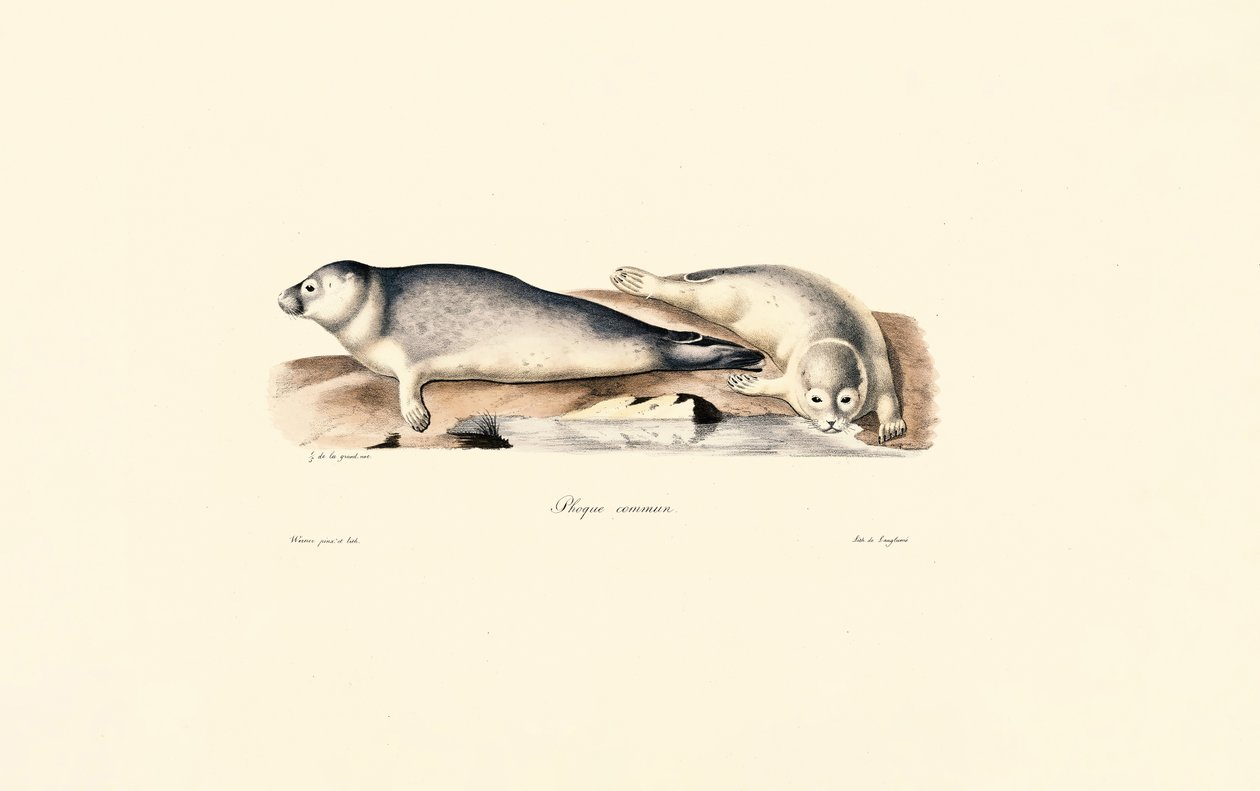 Vanlig segl av Jacques Christophe Werner