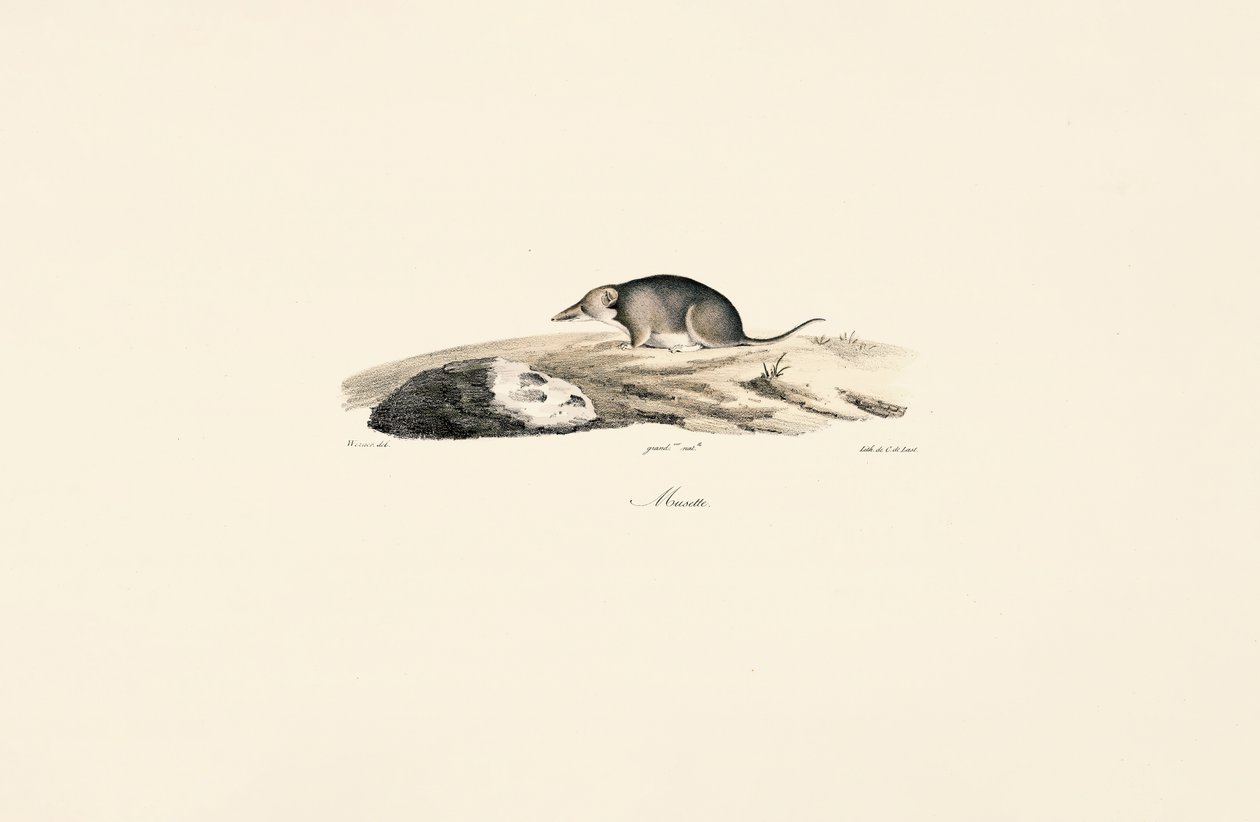  av Jacques Christophe Werner