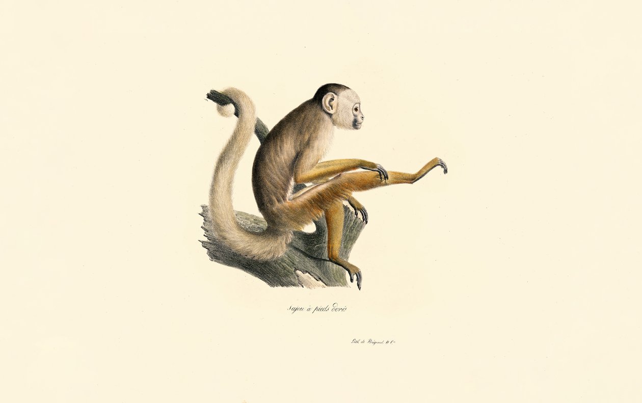  av Jacques Christophe Werner