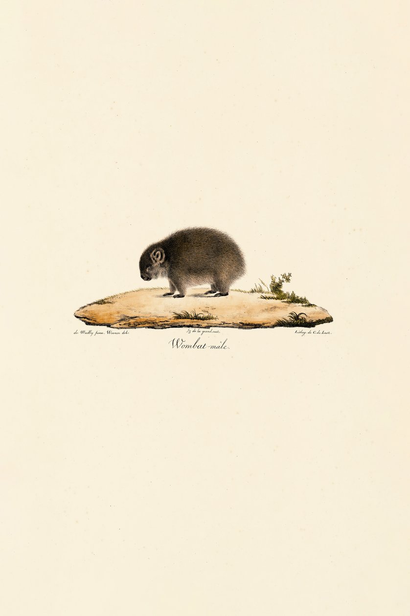 Vanlig wombat (hann) av Jacques Christophe Werner