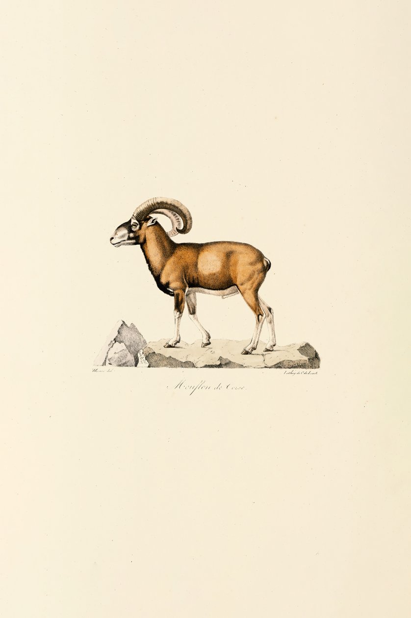 Korsikansk muflon av Jacques Christophe Werner