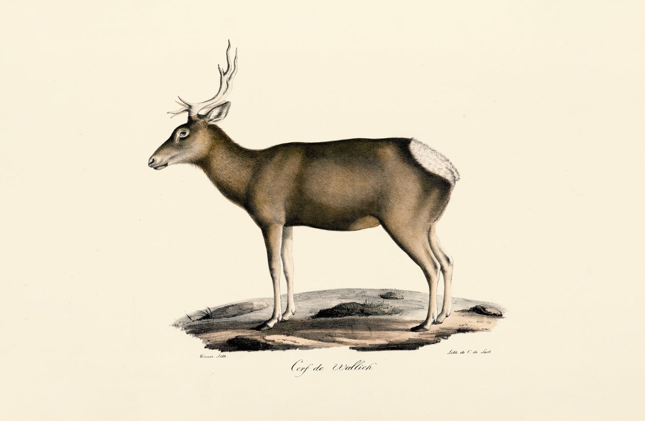 Elg - Hann av Jacques Christophe Werner