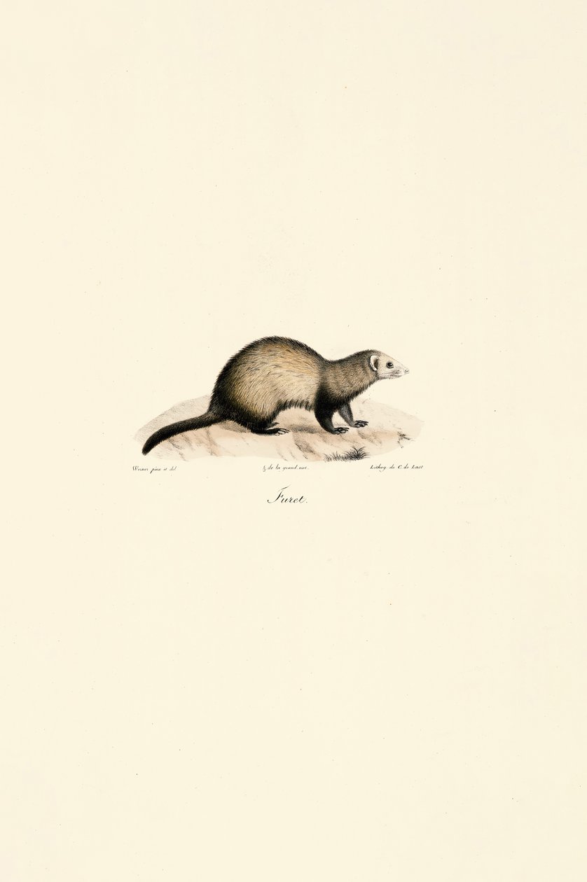  av Jacques Christophe Werner