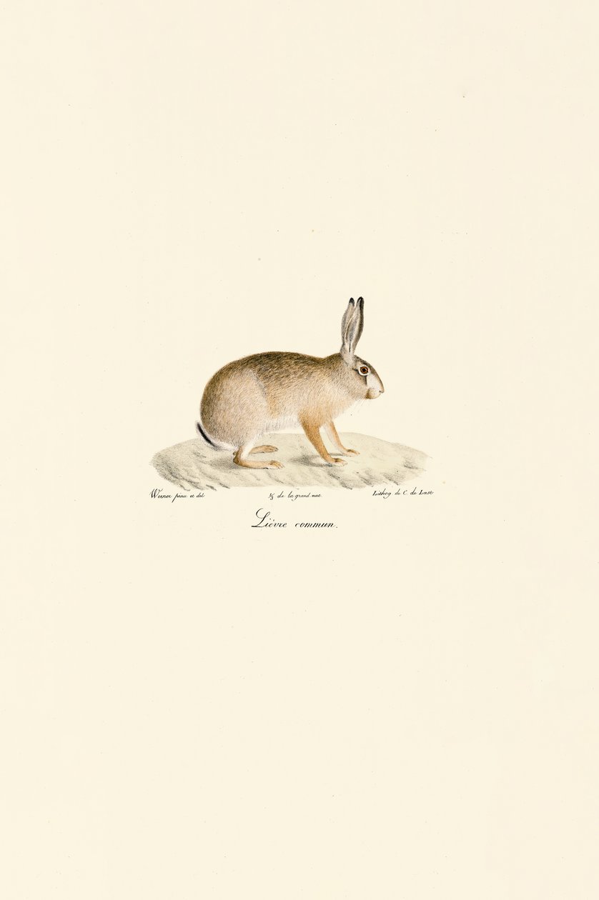 Europeisk hare (vanlig hare) av Jacques Christophe Werner