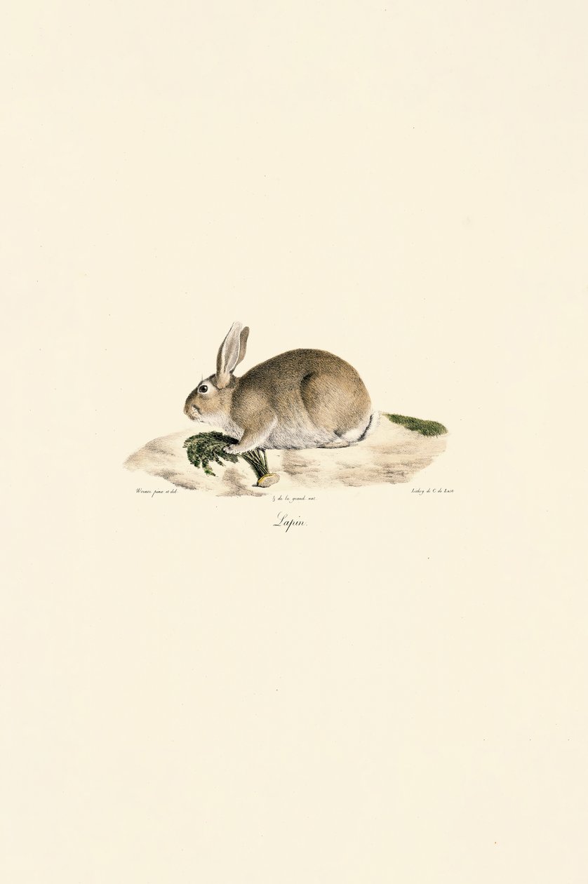  av Jacques Christophe Werner
