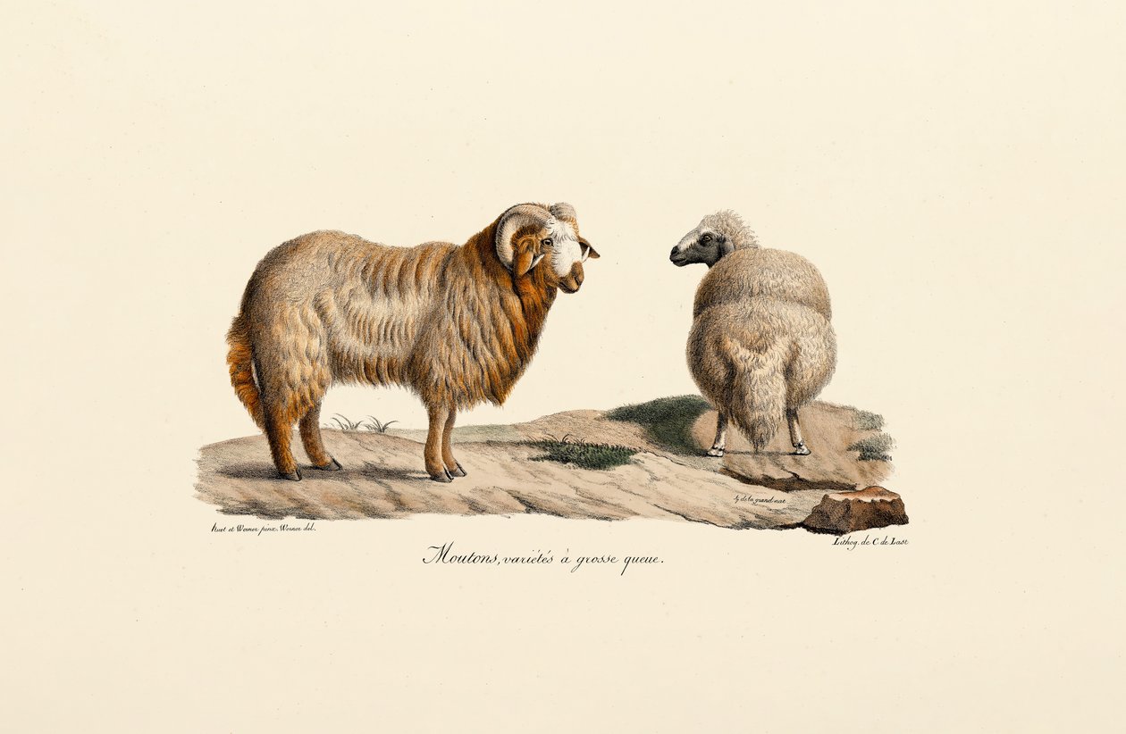  av Jacques Christophe Werner