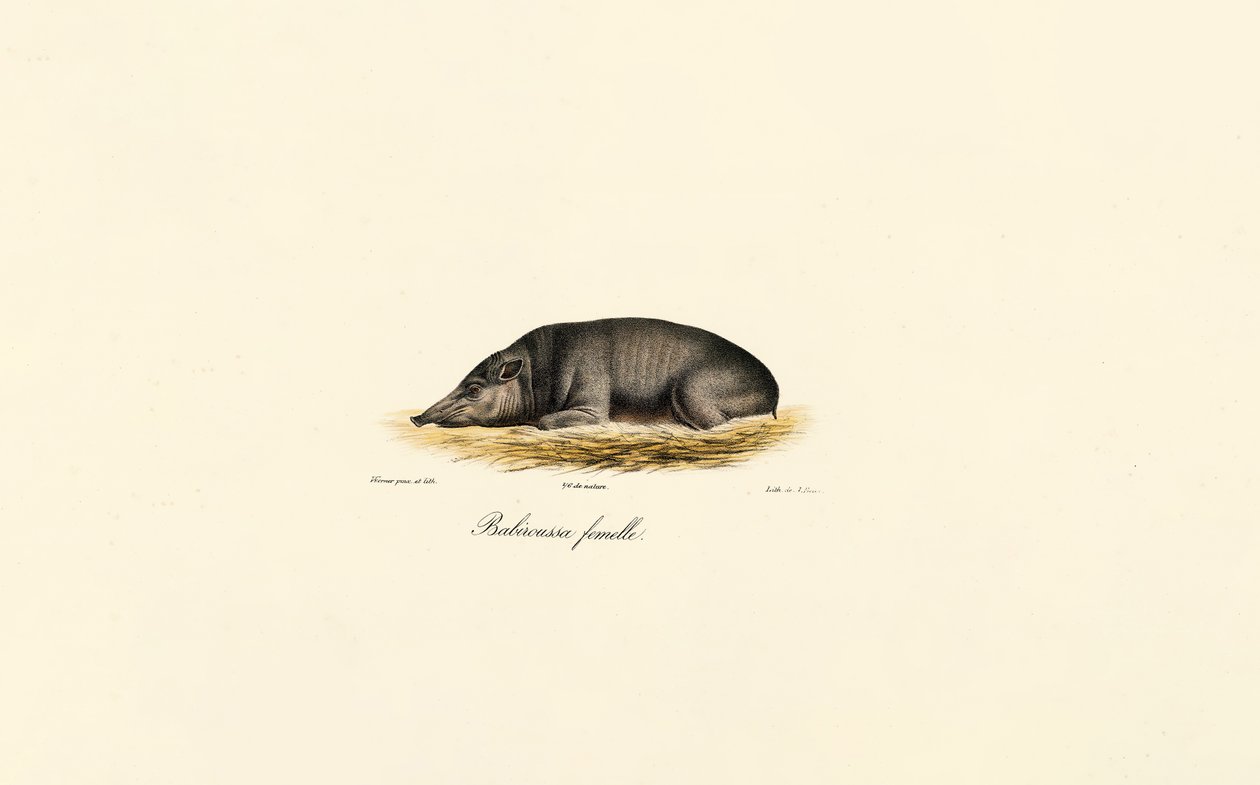 Kvinnelig Babirusa av Jacques Christophe Werner