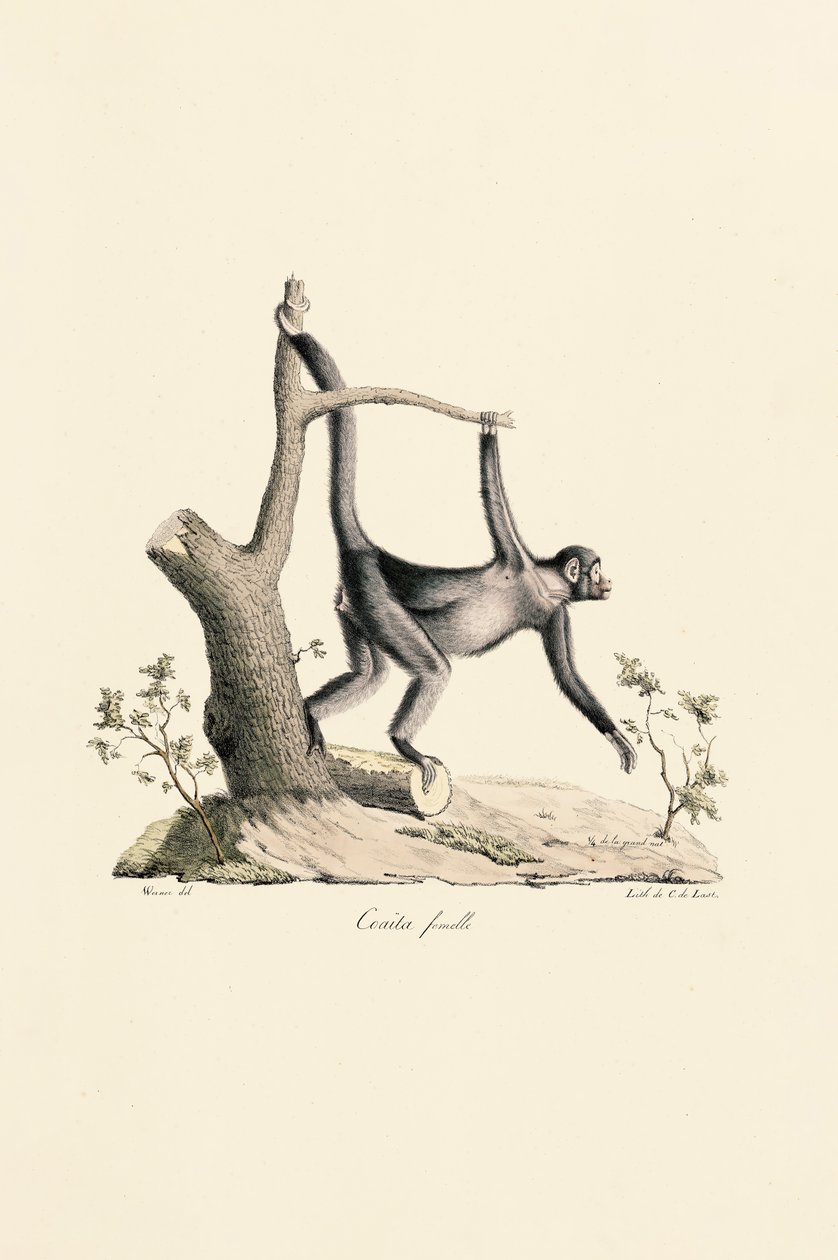 Kvinnelig svart edderkoppape av Jacques Christophe Werner