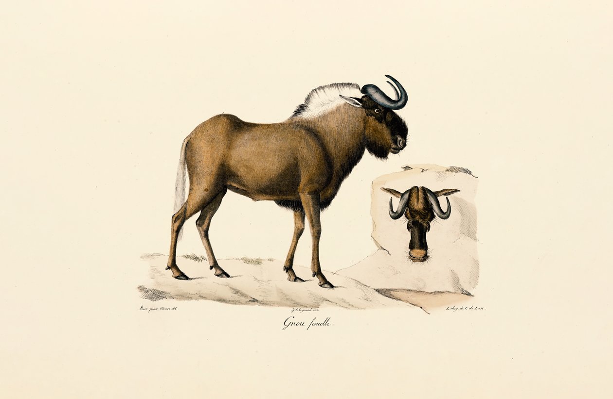  av Jacques Christophe Werner