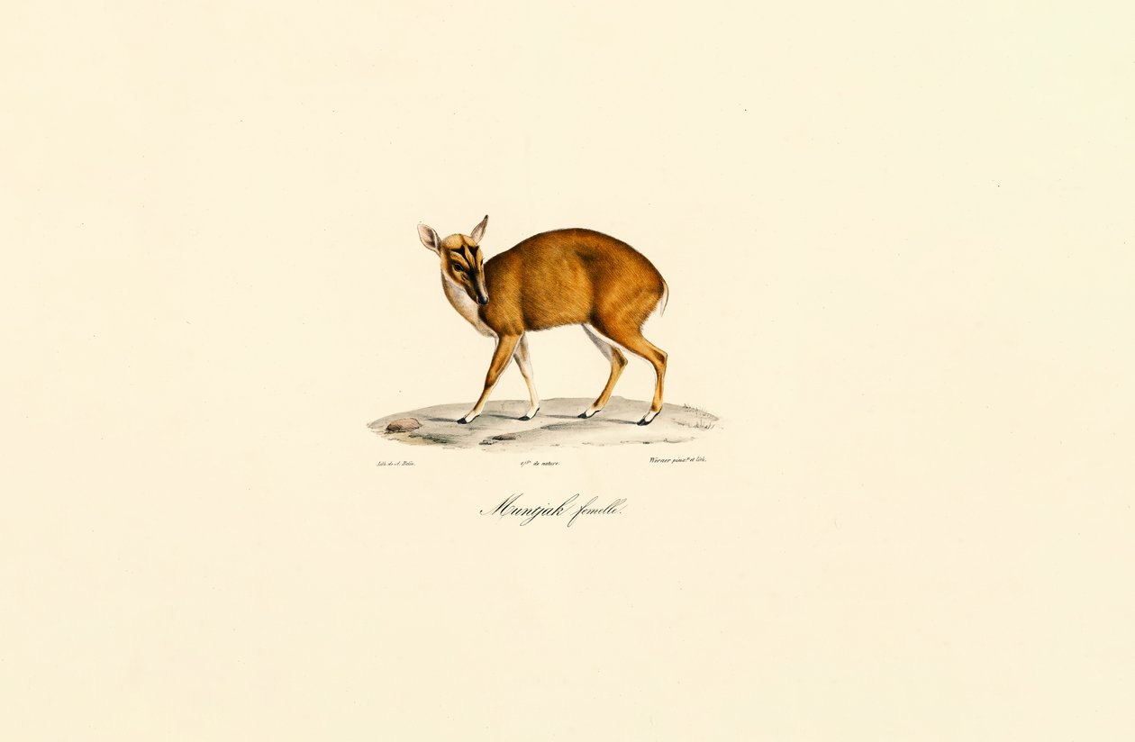 Hunnlig Muntjac av Jacques Christophe Werner