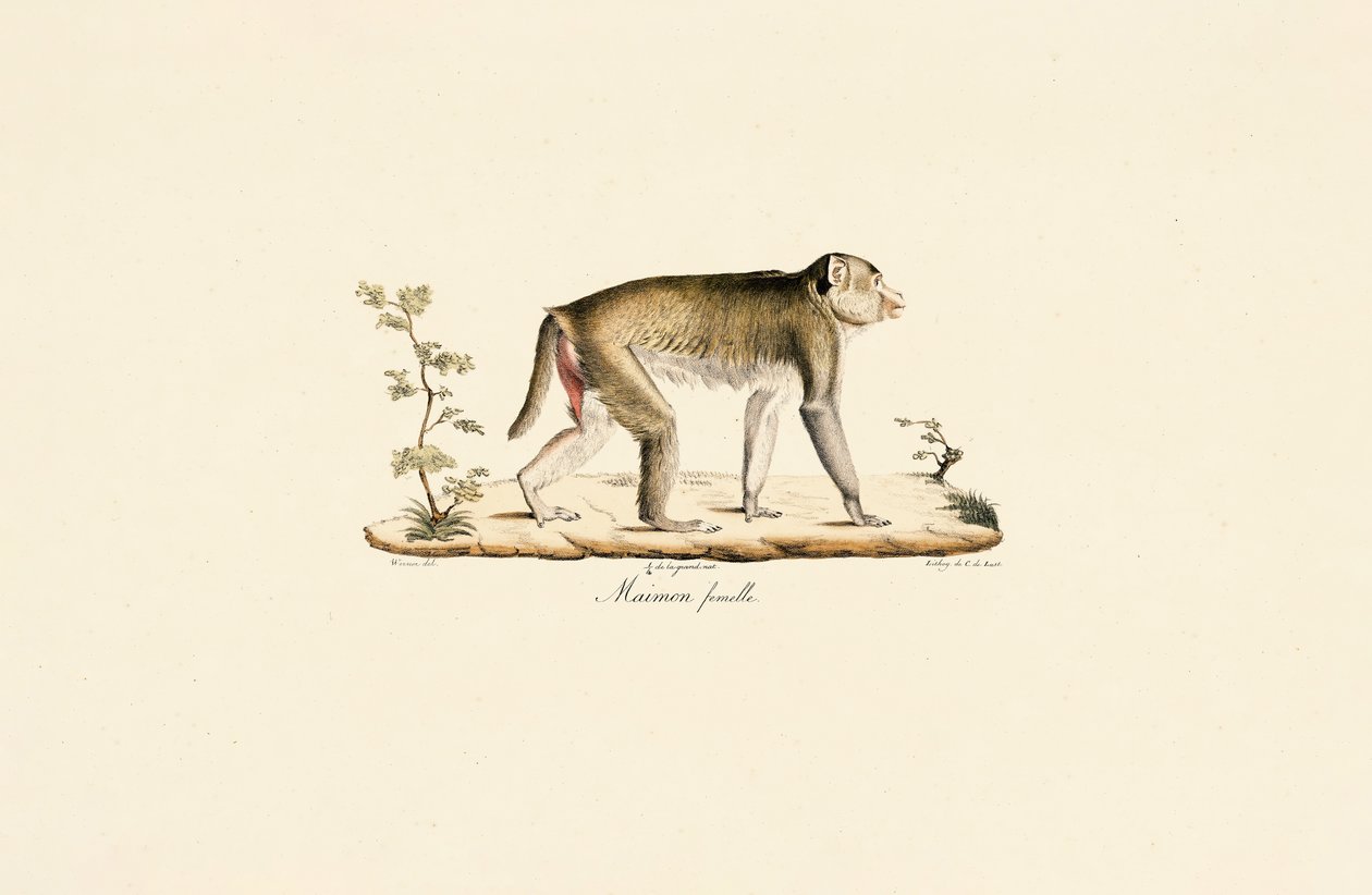  av Jacques Christophe Werner