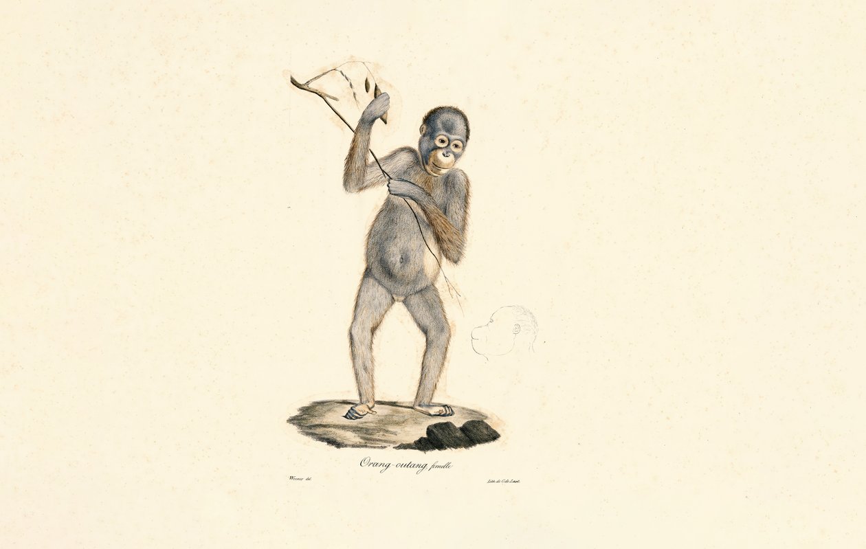 Hunnlig orangutang av Jacques Christophe Werner