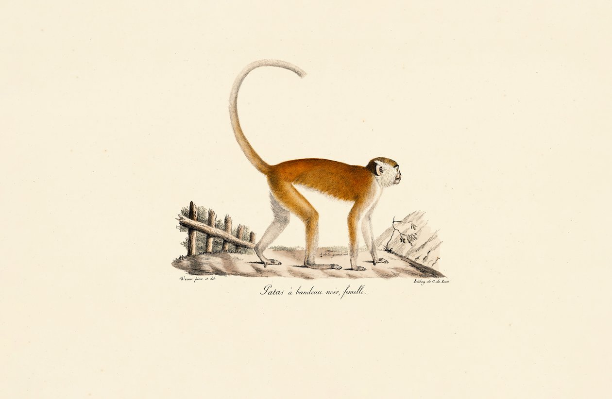  av Jacques Christophe Werner