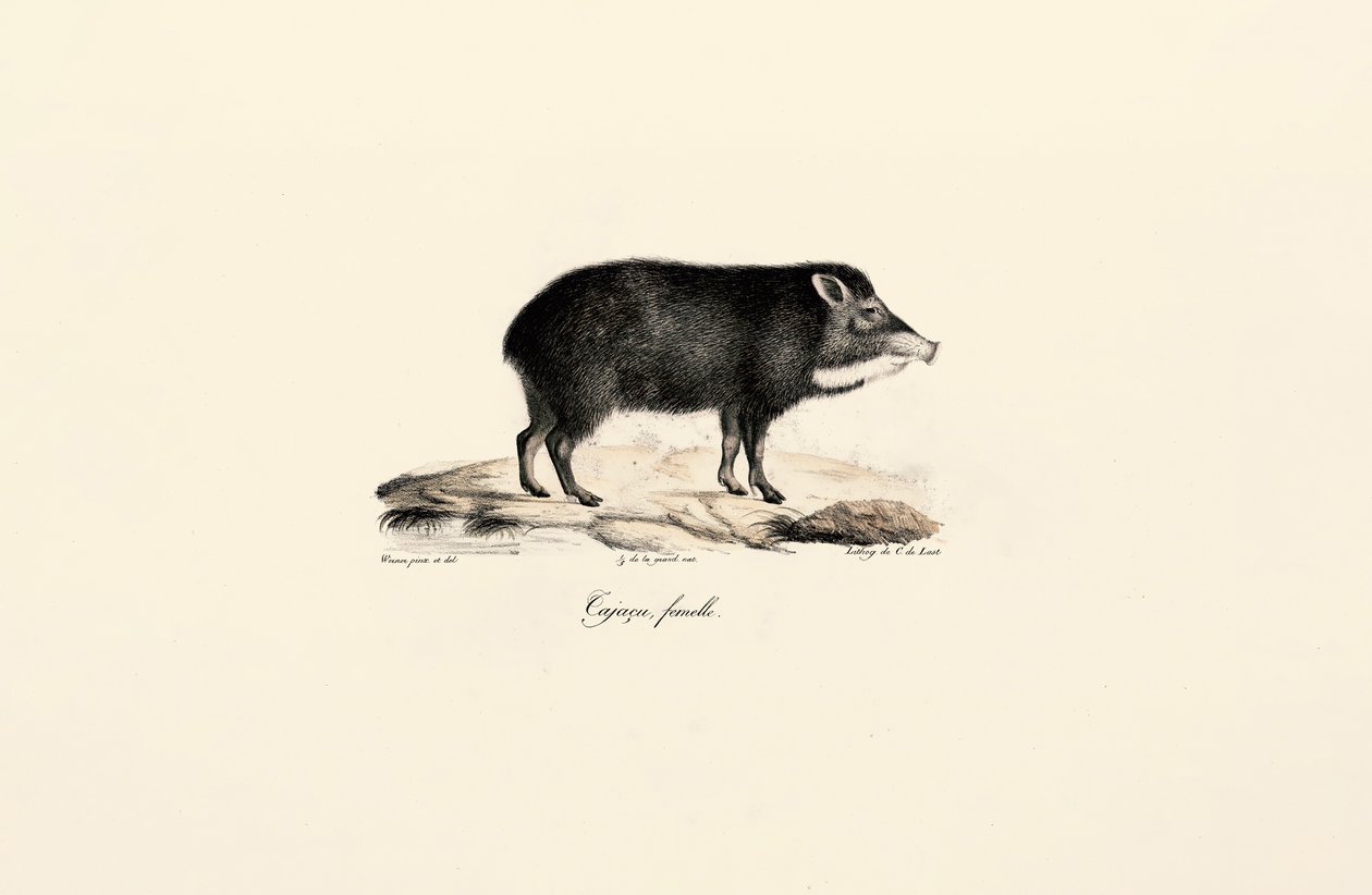 Hunnlig peccary av Jacques Christophe Werner