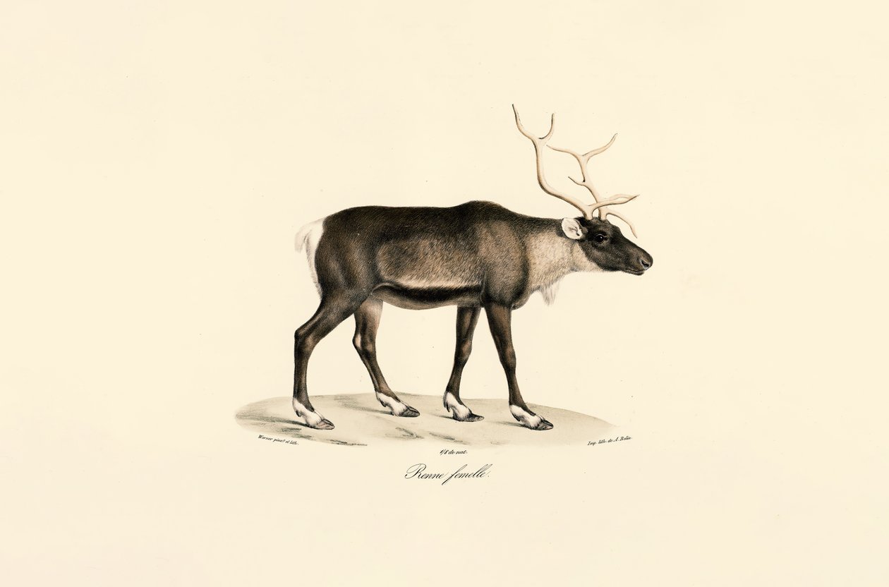 Reinsdyrkvinne av Jacques Christophe Werner