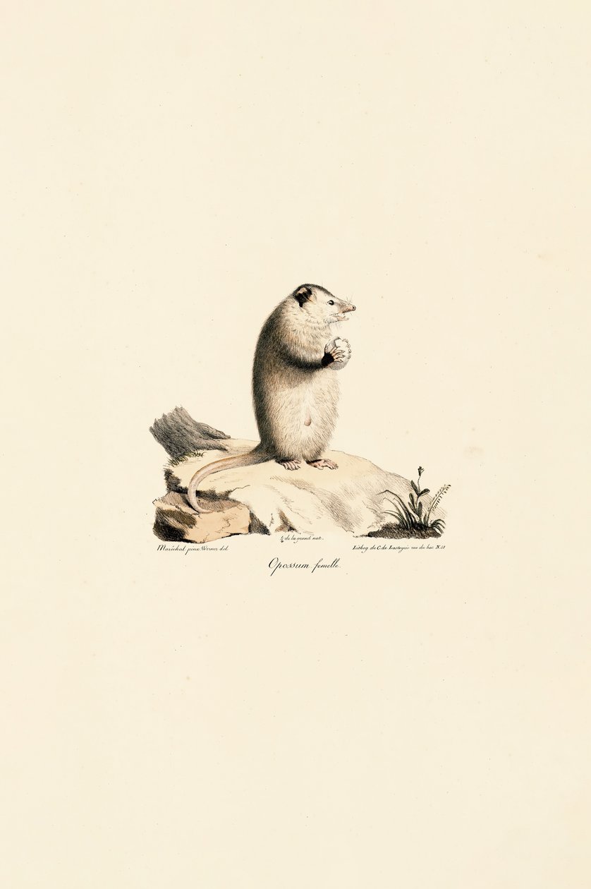  av Jacques Christophe Werner