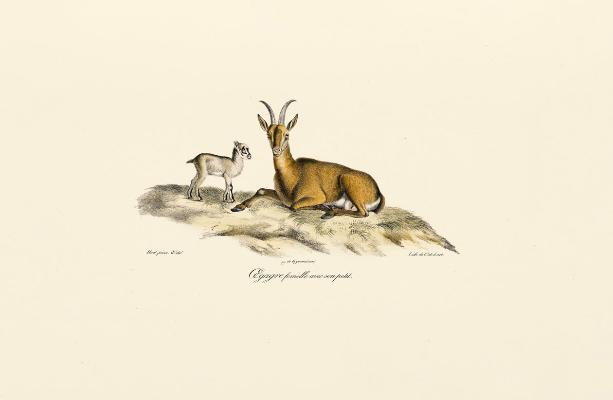  av Jacques Christophe Werner